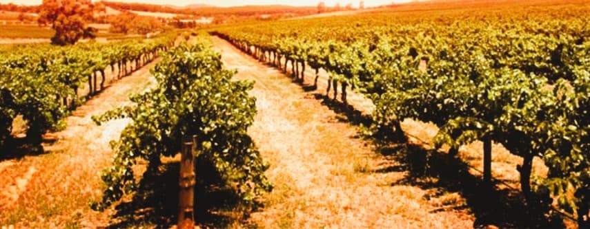 Rhodes Wine Tasting photo 1