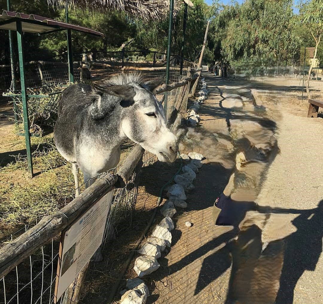 Rhodes Animal & Sea Experience photo 3