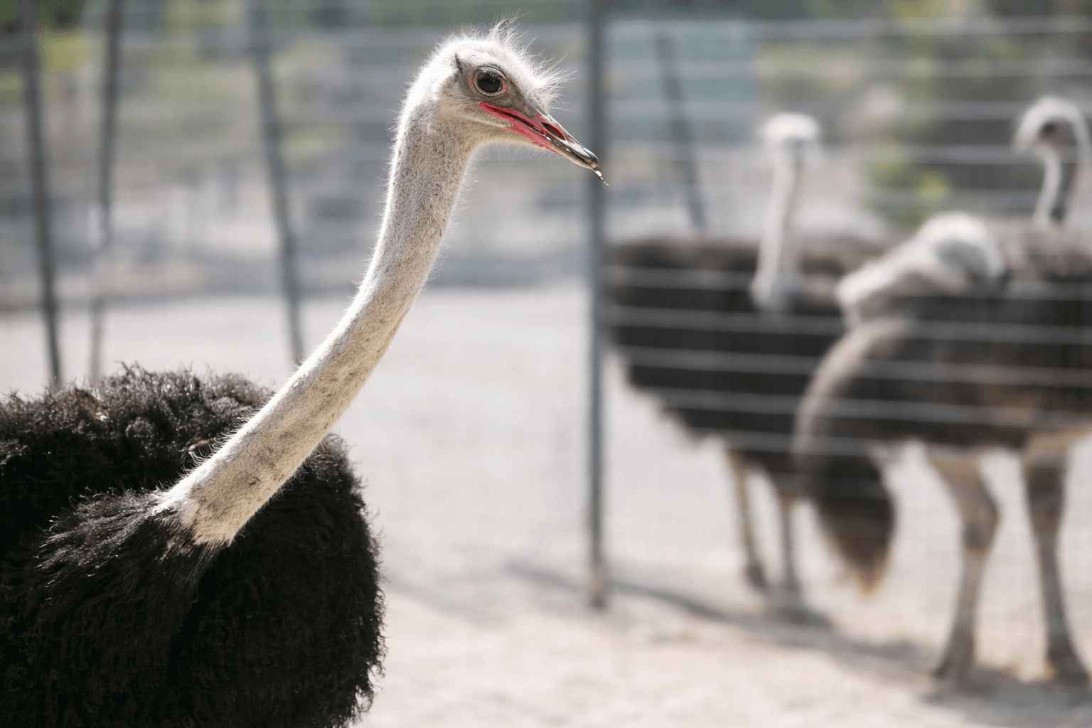 Rhodes Animal & Sea Experience photo 5